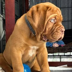 Mr. Grey - Mahogany Dogue de Bordeaux puppy in Las Vegas, Nevada from Rogue Bordeaux