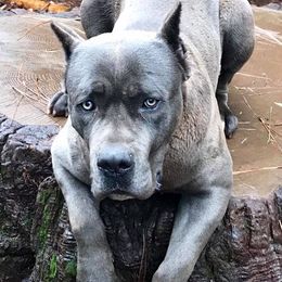 Cane Corso All Grown Up from Banner Mountain Cane Corso