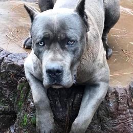 Cane Corso All Grown Up from Banner Mountain Cane Corso