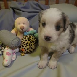 Billy - Blue merle male Miniature Australian Shepherd puppy in Placerville, California from JRW COLDSPRINGS MINI AUSSIE’S