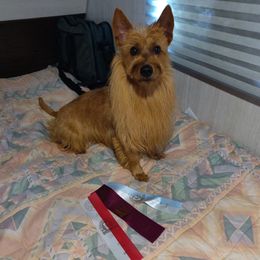 Australian Terriers from Heartland Australian Terriers