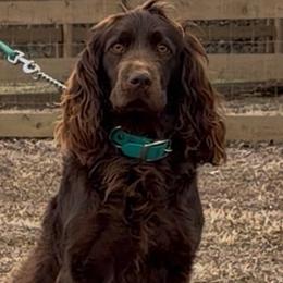 Charlie - Boykin Spaniel