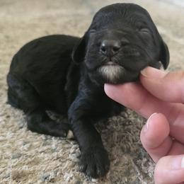 Girl 2 - female Sheepadoodle puppy in Owensville, Missouri from Oak Valley Kennels