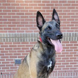 Belgian Malinois from New Hope Malinois
