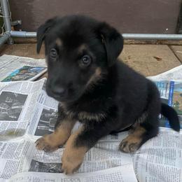 Blue Collar - Black and tan male German Shepherd puppy in Rockbridge, Ohio from Sandy’s Shepherds