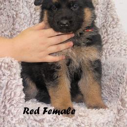 German Shepherd Puppies from Valiant Shepherds