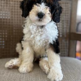 Bernedoodle puppies from Central Valley Canine Companions