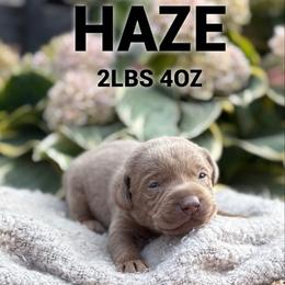 Haze - Chocolate male Dilute Retriever puppy in Puyallup, Washington from 12 Door Farm Labradors