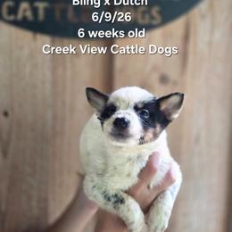 Boy 4 - Blue mottled male Australian Cattle Dog puppy in Monroe, North Carolina from Creek View Cattle Dogs