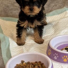 Yorkipoo and Yorkshire Terrier Puppies from Yorkie Oodle Doodle