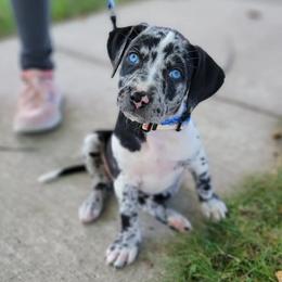 Catahoula Leopard Dog Puppies from Peach Tree Catahoulas