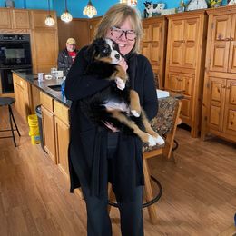 Bernese Mountain Dog Puppies from Lonesome Pine Farm