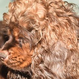Harley - Cocker Spaniel