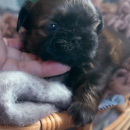 Shih Tzu Puppies from Shih Tzu Reign