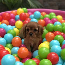 Cavalier King Charles Spaniel Puppies from Cavalier Kisses