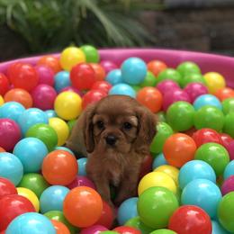 Cavalier King Charles Spaniel Puppies from Cavalier Kisses