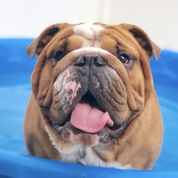 Dude - Bulldog