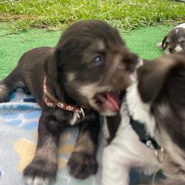 Slinky brown collar - Liver male Miniature Schnauzer puppy in Anthony, Florida from Amanda Tragash