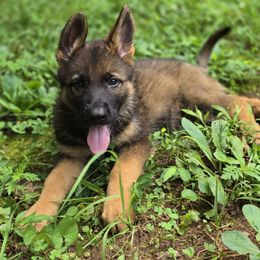 Black collar - Sable female German Shepherd puppy in Commerce, Georgia from Des Nebels