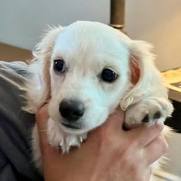 Dutton - Dachshund