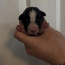 Dale - Black tri male Miniature Australian Shepherd puppy in North Lakeport, California from Wild Rose Ranch