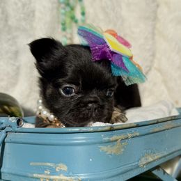 French Bulldogs and Saint Berdoodles from Brewer's Doodles and French Bulldogs