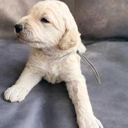 Walt Disney - Cream male Goldendoodle puppy in Houston, Texas from Were The Mack'Doodles