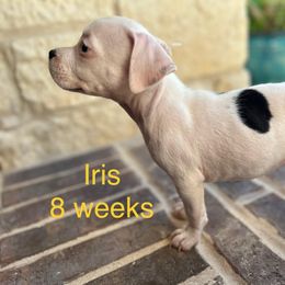 American Staffordshire Terrier Puppies from Winterwood Amstaffs