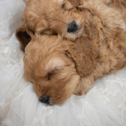 Cavapoo and Goldendoodle Puppies from Divinity Grace Cavapoos