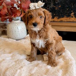Willing - Apricot female Goldendoodle puppy in Arizona from Daisy Mountain Doodles