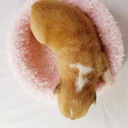 Pembroke Welsh Corgi Puppies from Whimsical Treasure Corgis