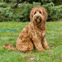 Sehla - Australian Labradoodle