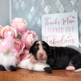 Derek - Tri-color male Bernedoodle puppy in Kilgore, Texas from Furry Tail Doodles