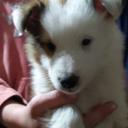 Shetland Sheepdog Puppies from Rose Hill Farm