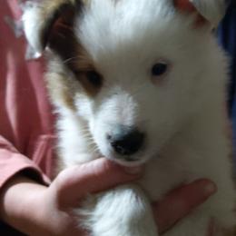 Shetland Sheepdog Puppies from Rose Hill Farm