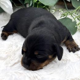 Dove - Black and tan female Dachshund puppy in Exeter, California from Sawtooth Miniature Dachshunds