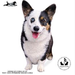 Lulu - American Corgi