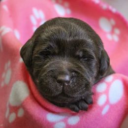 Labrador Retriever Puppies from Lost Woods Labradors