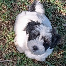 Stevie - Black and white Coton de Tulear puppy in Mead, Oklahoma from Bar W Cotons