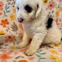 Spud - Black and white male Aussiedoodle puppy in Howe, Oklahoma from Cuddly Cavapoos