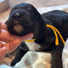 Yellow - Tri-color female Bernedoodle puppy in Toledo, Ohio from Avery Doodle Day LLC