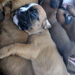 Boxer Puppies from Abide Farm Boxers