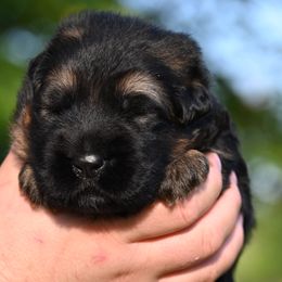 Moon - German Shepherd puppy from Nuckol's Canines German Shepherds