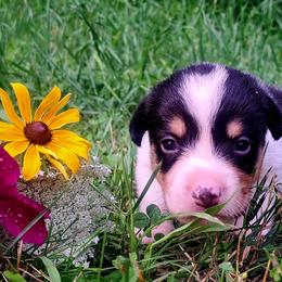 John Hancock - Black and white male American Corgi puppy in Gouverneur, New York from St. Lawrence Corgis