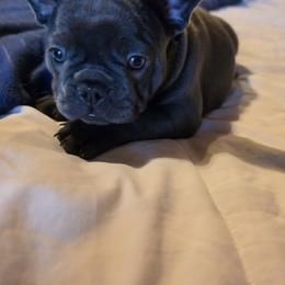 Girl 1 - Blue female French Bulldog puppy in Crane, Missouri from James River French Bulldogs
