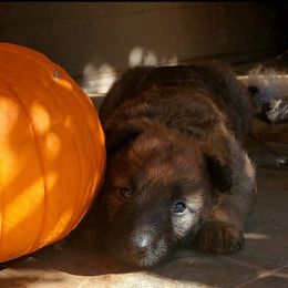 Belgian Laekenois Puppies from Cal Curly Coats Belgian Laekenois