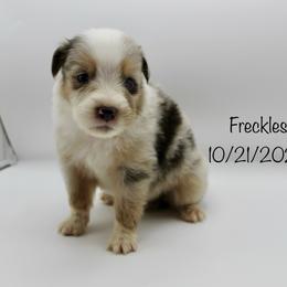 Boy 1 (Freckles) - Blue merle male Australian Shepherd puppy in Brooker, Florida from 🐾 The Great Bambino SunState Aussies!