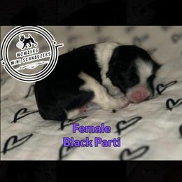 Purple - Parti female Miniature Schnauzer puppy in Conroe, Texas from Wowzers Mini Schnauzers