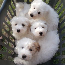 Cotons de Tulear from Cotons of Turner