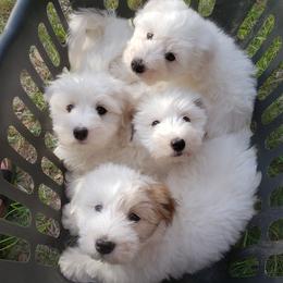 Cotons de Tulear from Cotons of Turner